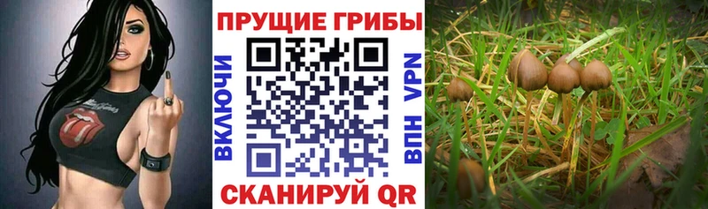 даркнет какой сайт  Азнакаево  Псилоцибиновые грибы мицелий  купить  цена 